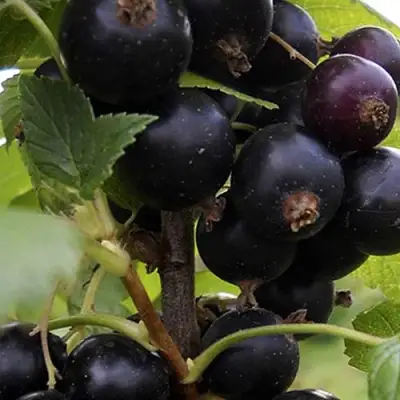 Смородина чёрная НЕСТЕР КОЗИН в Борисове