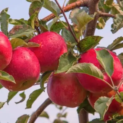 Яблоня РОЖДЕСТВЕНСКОЕ в Борисове
