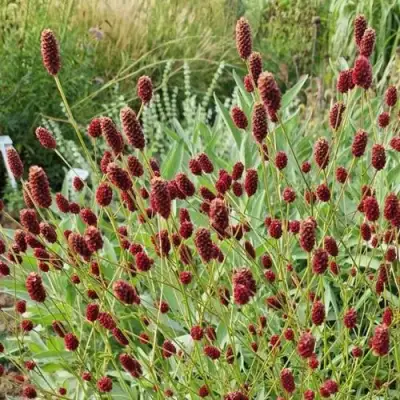 Кровохлебка БИТЛВИНГЗ в Борисове