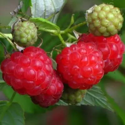 Малина СОЛНЫШКО в Борисове