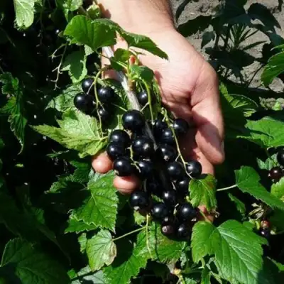 Смородина чёрная СЕЛЕЧЕНСКАЯ в Борисове
