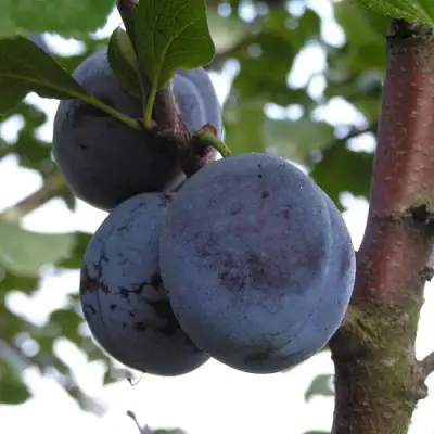 Слива ВЕНГЕРКА БЕЛОРУССКАЯ в Борисове