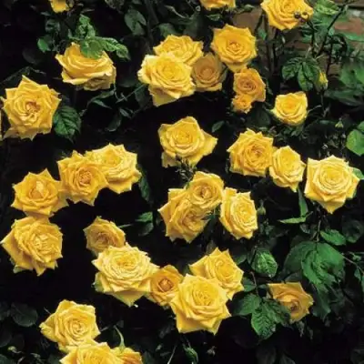 Роза ЛАНДОРА чайно-гибридная в Борисове