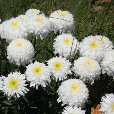 Нивяник ФИОНА ГОГХИЛЛ великолепный в Борисове