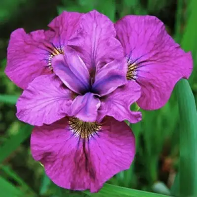 Ирис СИ Я ЛЕЙТЕР сибирский в Борисове