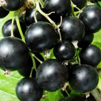 Смородина черная КЛУССОНОВСКАЯ в Борисове