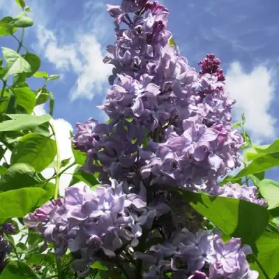 Сирень КРЫЛЬЯ НАДЕЖДЫ в Борисове