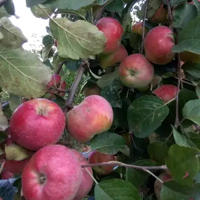 Яблоня АЛЬВА в Борисове