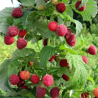 Малина БРУСИЛОВСКАЯ в Борисове