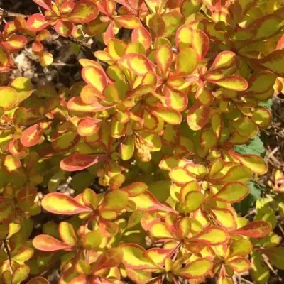 Барбарис САММЕР САНСЕТ тунберга в Борисове