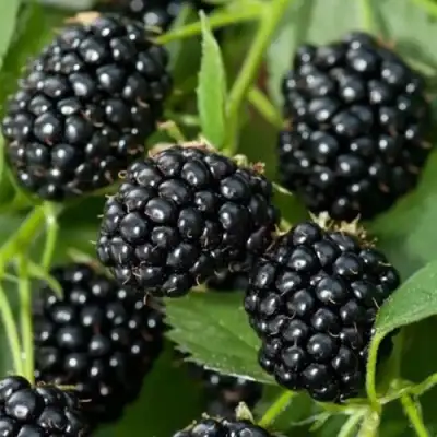 Ежевика ТРИПЛ КРАУН бесшипная  в Борисове