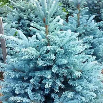 Ель МАДЖЕСТИК БЛЮ колючая в Борисове