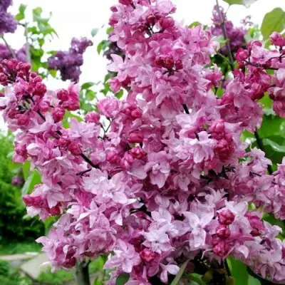 Сирень ОЛИМПИАДА КОЛЕСНИКОВА в Борисове