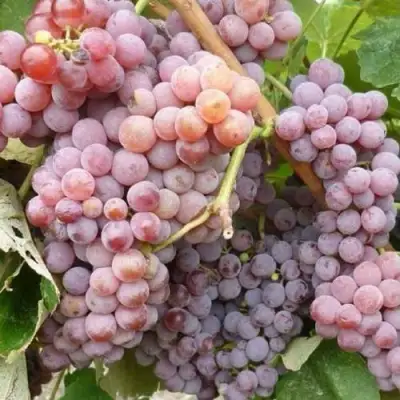 Виноград РИЛАЙНС ПИНК СИДЛИС в Борисове