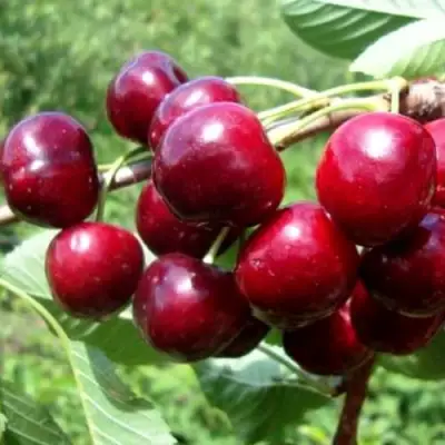 Вишня ВЯНОК в Борисове