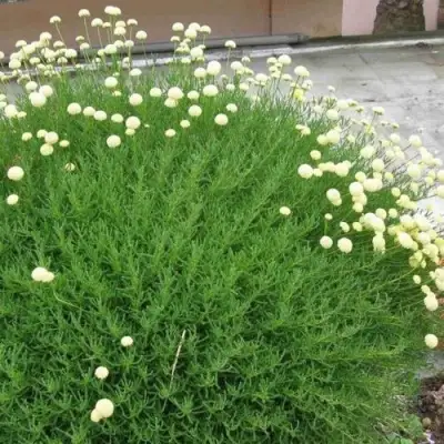 Сантолина зеленеющая в Борисове