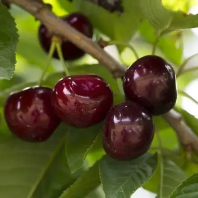 Вишня ЛАСУХА в Борисове