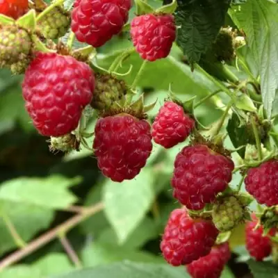 Малина ПРИМАРА в Борисове