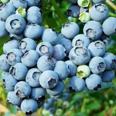 Голубика ПУРУ в Борисове