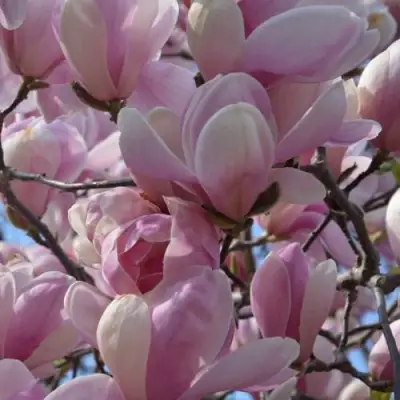 Магнолия ГАЛАКСИ в Борисове