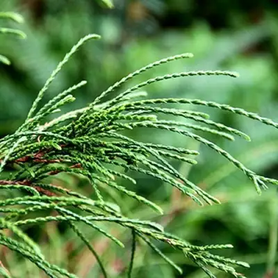 Туя ВИПКОРД складчатая в Борисове