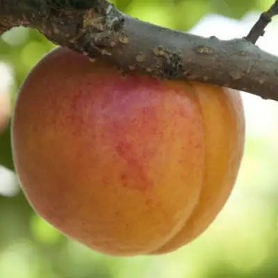  АПРИУМ в Борисове