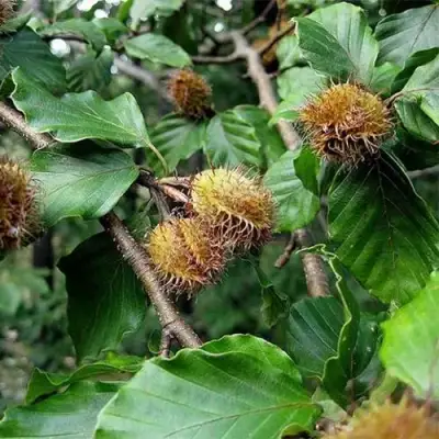 Бук обыкновенный в Борисове