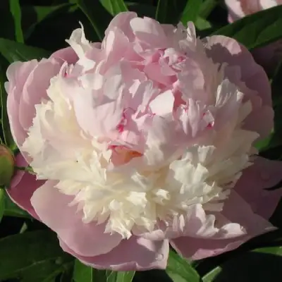 Пион ЩЕРБЕТ травянистый в Борисове