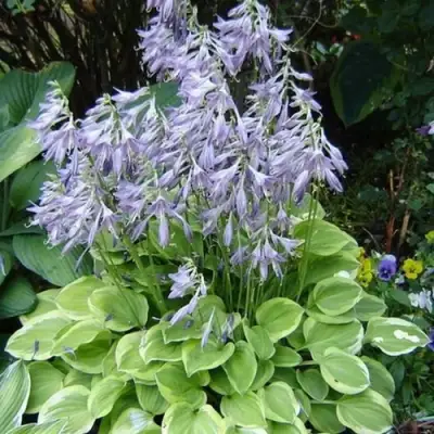 Хоста ГОЛДЕН ТИАРА в Борисове