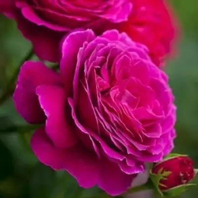 Роза МАЛИНОВЫЙ ЗВОН чайно-гибридная в Борисове