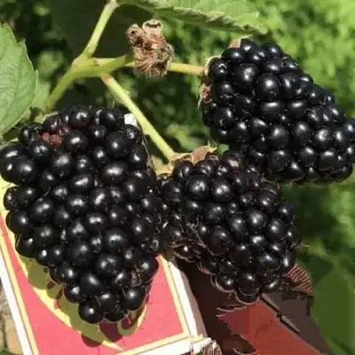 Ежевика ПРАЙМ АРК 45 ремонтантная   в Борисове