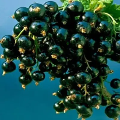 Смородина чёрная ИЗЮМНАЯ в Борисове