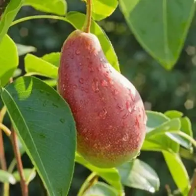 Груша ЯКОВЛЕВСКАЯ в Борисове