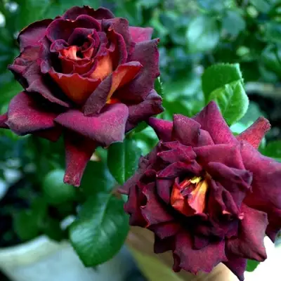 Роза ЭДДИ МИТЧЕЛЛ чайно-гибридная в Борисове