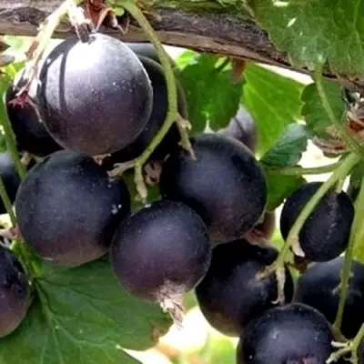 ЙОШТА в Борисове