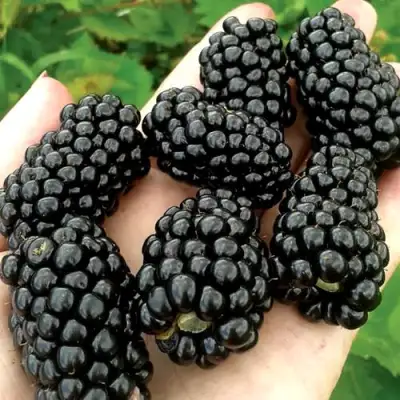 Ежевика ПРАЙМ АРК ФРИДОМ ремонтантная  в Борисове