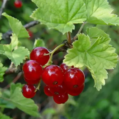 Смородина альпийская ШМИДТ в Борисове