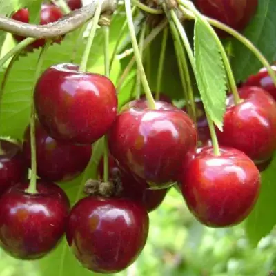 Черешня СИНЯВСКАЯ в Борисове