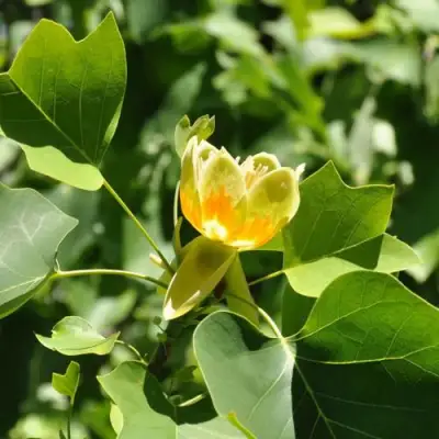 ЛИРИОДЕНДРОН тюльпанный в Борисове