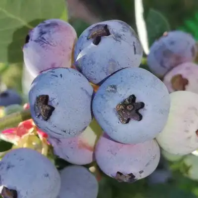Голубика ХАРРИСОН в Борисове