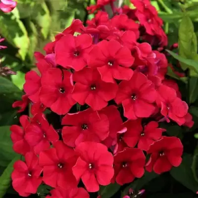 саженцы флокса