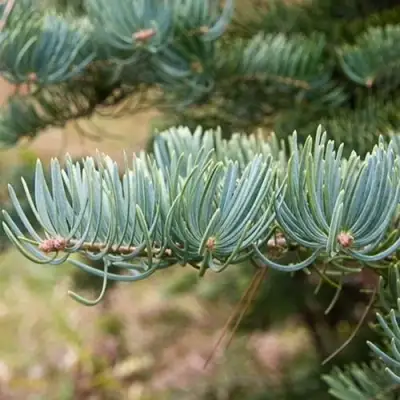 Пихта КОНКОЛОР в Борисове