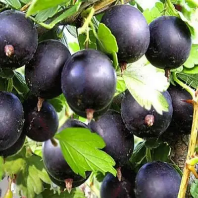 Крыжовник ЧЕРНОМОР в Борисове