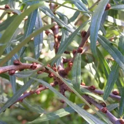 Облепиха ГАСПАДАР (МУЖСКАЯ)  в Борисове