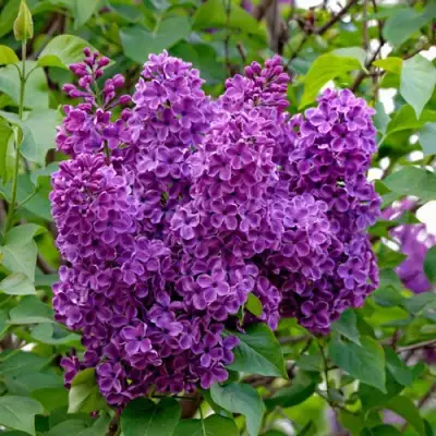 Сирень СУМЕРКИ в Борисове