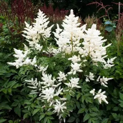 Астильба ДОЙЧЛАНД японская в Борисове