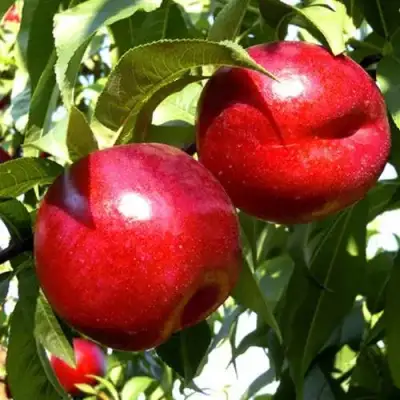 Нектарин ХАРКО в Борисове