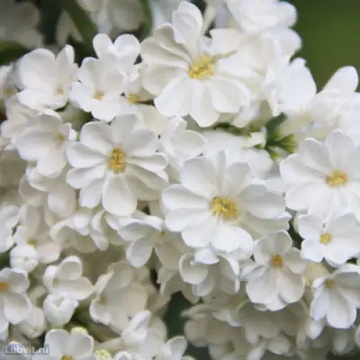 Сирень РОЧЕСТЕР в Борисове