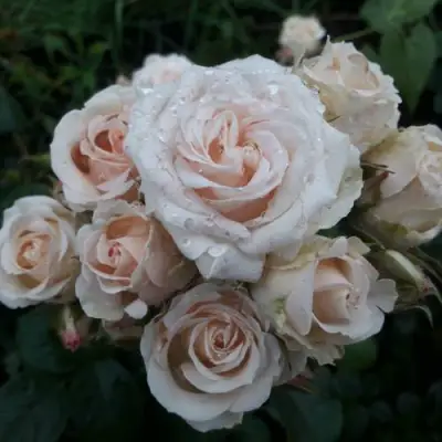 Роза ЯНА спрей в Борисове