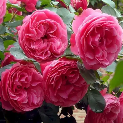 Роза ЛЕОНАРДО ДА ВИНЧИ флорибунда в Борисове